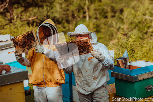 Image of Beekeepers checking honey on the beehive frame in the field. Small business owners on apiary. Natural healthy food produceris working with bees and beehives on the apiary.