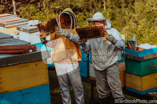 Image of Beekeepers checking honey on the beehive frame in the field. Small business owners on apiary. Natural healthy food produceris working with bees and beehives on the apiary.