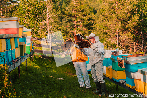 Image of Beekeepers checking honey on the beehive frame in the field. Small business owners on apiary. Natural healthy food produceris working with bees and beehives on the apiary.