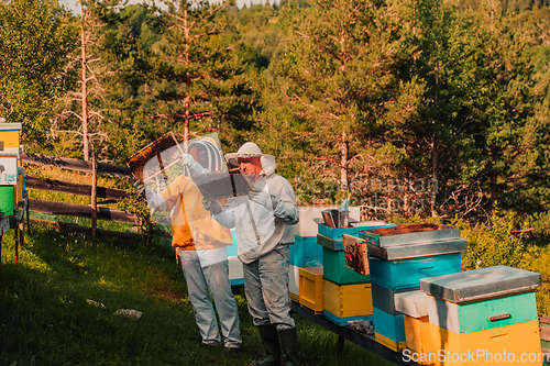 Image of Beekeepers checking honey on the beehive frame in the field. Small business owners on apiary. Natural healthy food produceris working with bees and beehives on the apiary.