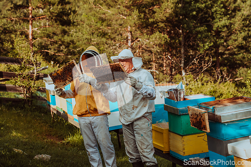 Image of Beekeepers checking honey on the beehive frame in the field. Small business owners on apiary. Natural healthy food produceris working with bees and beehives on the apiary.