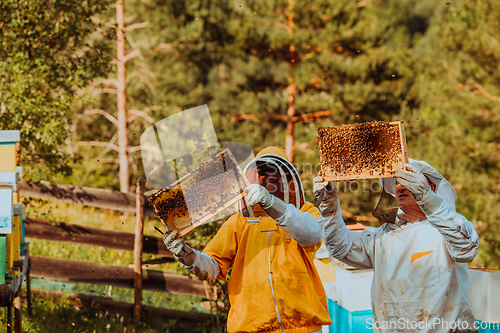 Image of Beekeepers checking honey on the beehive frame in the field. Small business owners on apiary. Natural healthy food produceris working with bees and beehives on the apiary.