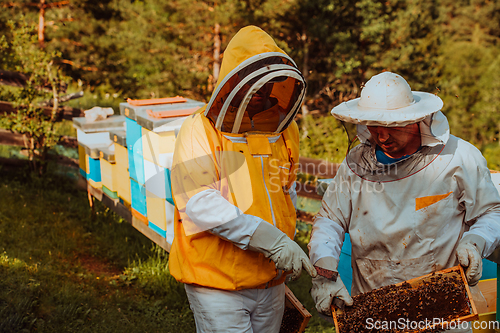 Image of Beekeepers checking honey on the beehive frame in the field. Small business owners on apiary. Natural healthy food produceris working with bees and beehives on the apiary.