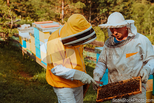 Image of Beekeepers checking honey on the beehive frame in the field. Small business owners on apiary. Natural healthy food produceris working with bees and beehives on the apiary.