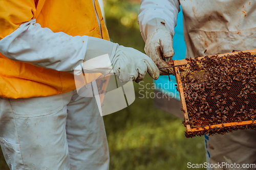 Image of Beekeepers checking honey on the beehive frame in the field. Small business owners on apiary. Natural healthy food produceris working with bees and beehives on the apiary.