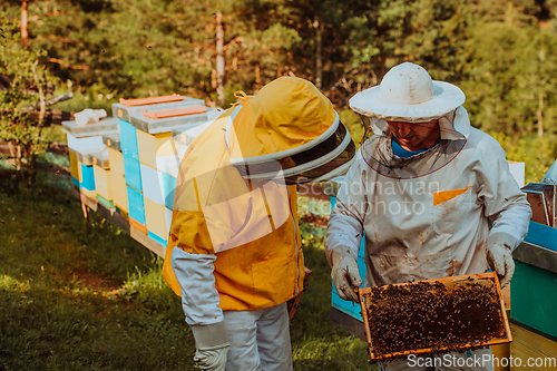 Image of Beekeepers checking honey on the beehive frame in the field. Small business owners on apiary. Natural healthy food produceris working with bees and beehives on the apiary.