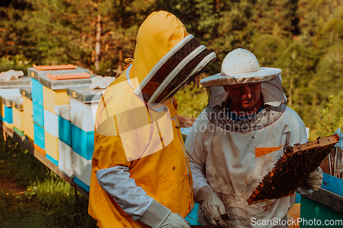 Image of Beekeepers checking honey on the beehive frame in the field. Small business owners on apiary. Natural healthy food produceris working with bees and beehives on the apiary.