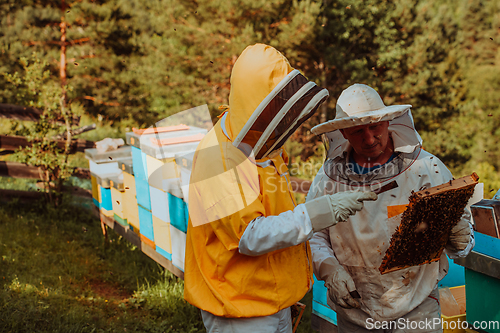 Image of Beekeepers checking honey on the beehive frame in the field. Small business owners on apiary. Natural healthy food produceris working with bees and beehives on the apiary.