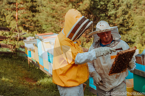 Image of Beekeepers checking honey on the beehive frame in the field. Small business owners on apiary. Natural healthy food produceris working with bees and beehives on the apiary.