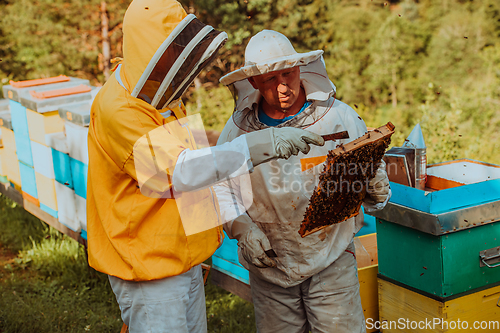 Image of Beekeepers checking honey on the beehive frame in the field. Small business owners on apiary. Natural healthy food produceris working with bees and beehives on the apiary.