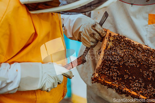 Image of Beekeepers checking honey on the beehive frame in the field. Small business owners on apiary. Natural healthy food produceris working with bees and beehives on the apiary.