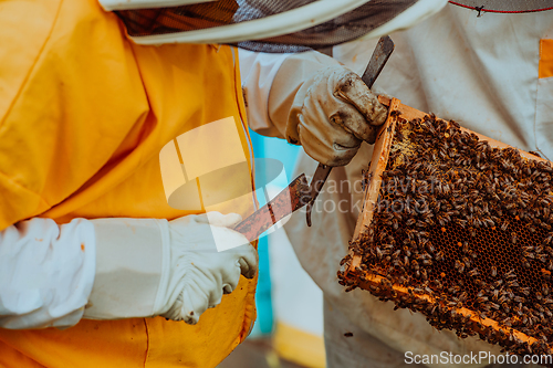 Image of Beekeepers checking honey on the beehive frame in the field. Small business owners on apiary. Natural healthy food produceris working with bees and beehives on the apiary.