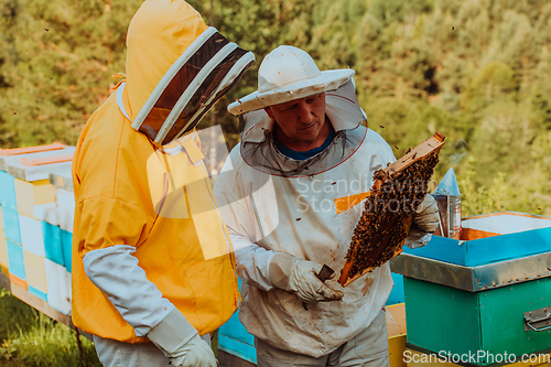Image of Beekeepers checking honey on the beehive frame in the field. Small business owners on apiary. Natural healthy food produceris working with bees and beehives on the apiary.