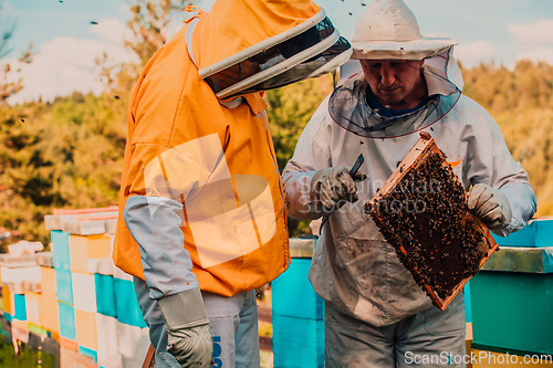 Image of Beekeepers checking honey on the beehive frame in the field. Small business owners on apiary. Natural healthy food produceris working with bees and beehives on the apiary.