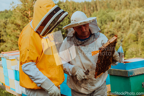 Image of Beekeepers checking honey on the beehive frame in the field. Small business owners on apiary. Natural healthy food produceris working with bees and beehives on the apiary.