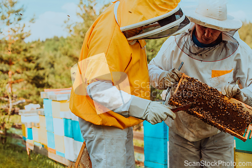 Image of Beekeepers checking honey on the beehive frame in the field. Small business owners on apiary. Natural healthy food produceris working with bees and beehives on the apiary.