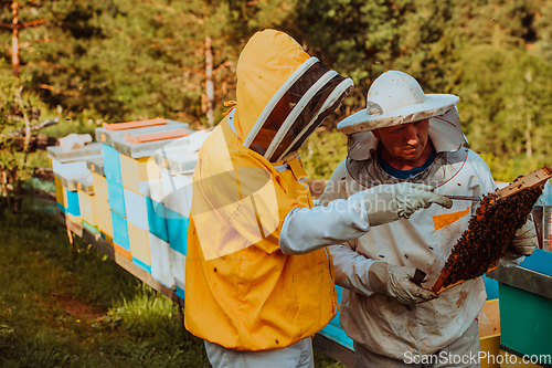 Image of Beekeepers checking honey on the beehive frame in the field. Small business owners on apiary. Natural healthy food produceris working with bees and beehives on the apiary.