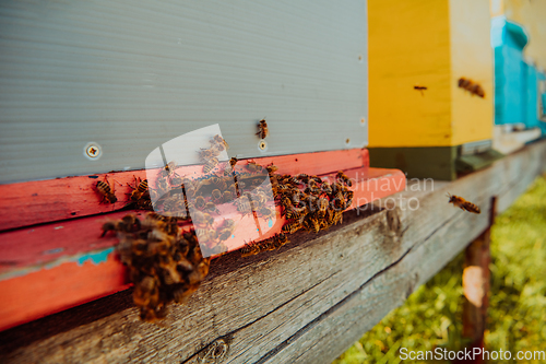 Image of Close up photo of bees hovering around the hive carrying pollen