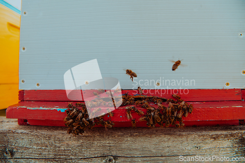 Image of Close up photo of bees hovering around the hive carrying pollen