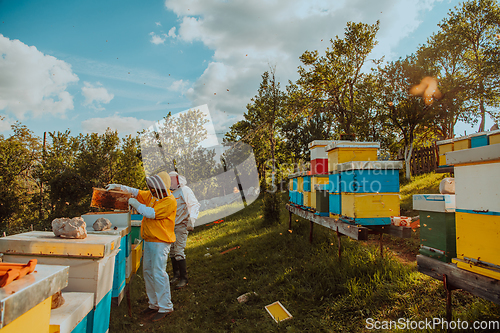 Image of Beekeepers checking honey on the beehive frame in the field. Small business owners on apiary. Natural healthy food produceris working with bees and beehives on the apiary.