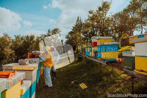 Image of Beekeepers checking honey on the beehive frame in the field. Small business owners on apiary. Natural healthy food produceris working with bees and beehives on the apiary.