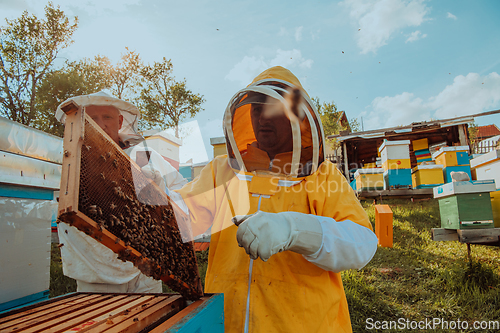 Image of Beekeepers checking honey on the beehive frame in the field. Small business owners on apiary. Natural healthy food produceris working with bees and beehives on the apiary.