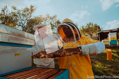 Image of Beekeepers checking honey on the beehive frame in the field. Small business owners on apiary. Natural healthy food produceris working with bees and beehives on the apiary.