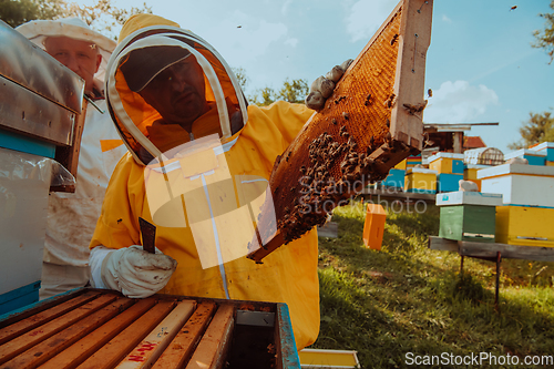 Image of Beekeepers checking honey on the beehive frame in the field. Small business owners on apiary. Natural healthy food produceris working with bees and beehives on the apiary.