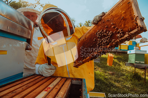 Image of Beekeepers checking honey on the beehive frame in the field. Small business owners on apiary. Natural healthy food produceris working with bees and beehives on the apiary.