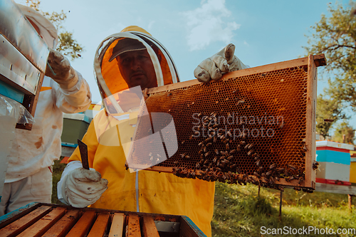 Image of Beekeeper checking honey on the beehive frame in the field. Beekeeper on apiary. Beekeeper is working with bees and beehives on the apiary.