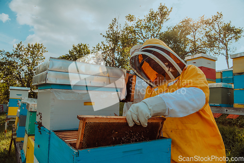 Image of Beekeeper checking honey on the beehive frame in the field. Small business owner on apiary. Natural healthy food produceris working with bees and beehives on the apiary.