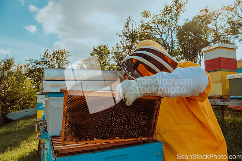 Image of Beekeeper checking honey on the beehive frame in the field. Small business owner on apiary. Natural healthy food produceris working with bees and beehives on the apiary.