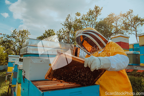 Image of Beekeeper checking honey on the beehive frame in the field. Small business owner on apiary. Natural healthy food produceris working with bees and beehives on the apiary.