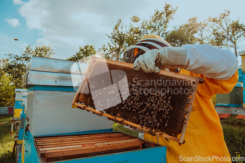 Image of Beekeeper checking honey on the beehive frame in the field. Small business owner on apiary. Natural healthy food produceris working with bees and beehives on the apiary.