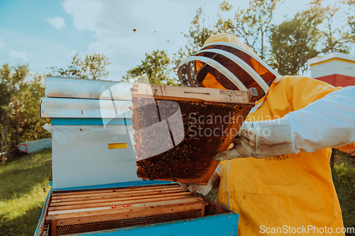 Image of Beekeeper checking honey on the beehive frame in the field. Small business owner on apiary. Natural healthy food produceris working with bees and beehives on the apiary.