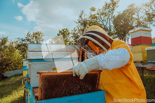 Image of Beekeeper checking honey on the beehive frame in the field. Small business owner on apiary. Natural healthy food produceris working with bees and beehives on the apiary.