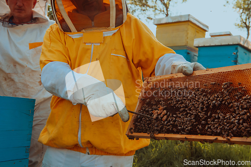 Image of Beekeepers checking honey on the beehive frame in the field. Small business owners on apiary. Natural healthy food produceris working with bees and beehives on the apiary.