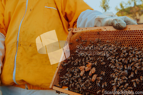 Image of The beekeeper checks the queens for the honeycomb. Beekeepers check honey quality and honey parasites. A beekeeper works with bees and beehives in an apiary.