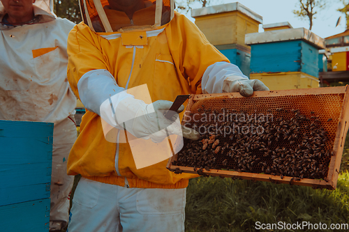 Image of Beekeepers checking honey on the beehive frame in the field. Small business owners on apiary. Natural healthy food produceris working with bees and beehives on the apiary.