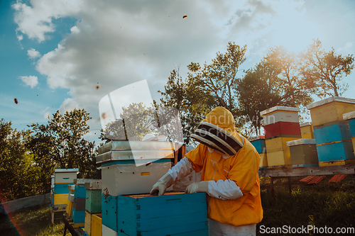 Image of Beekeeper checking honey on the beehive frame in the field. Beekeeper on apiary. Beekeeper is working with bees and beehives on the apiary.