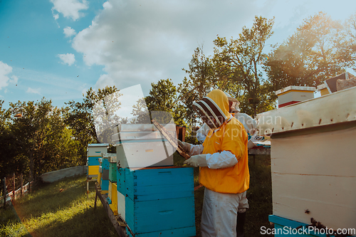 Image of Beekeepers checking honey on the beehive frame in the field. Small business owners on apiary. Natural healthy food produceris working with bees and beehives on the apiary.