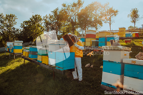 Image of Beekeepers checking honey on the beehive frame in the field. Small business owners on apiary. Natural healthy food produceris working with bees and beehives on the apiary.