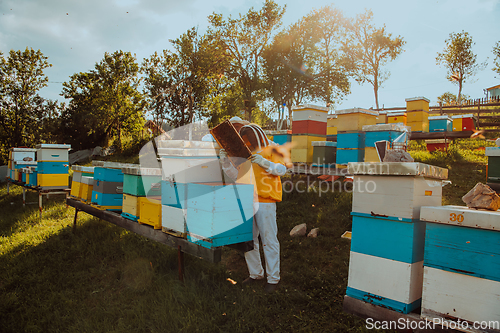 Image of Beekeepers checking honey on the beehive frame in the field. Small business owners on apiary. Natural healthy food produceris working with bees and beehives on the apiary.