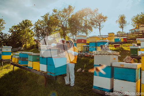 Image of Beekeepers checking honey on the beehive frame in the field. Small business owners on apiary. Natural healthy food produceris working with bees and beehives on the apiary.