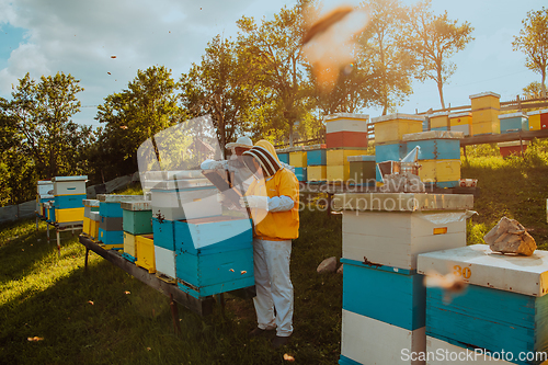 Image of Beekeepers checking honey on the beehive frame in the field. Small business owners on apiary. Natural healthy food produceris working with bees and beehives on the apiary.