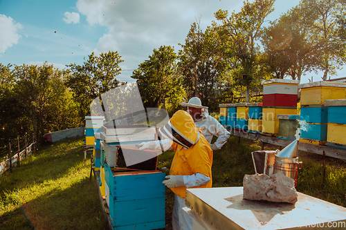 Image of Beekeepers checking honey on the beehive frame in the field. Small business owners on apiary. Natural healthy food produceris working with bees and beehives on the apiary.