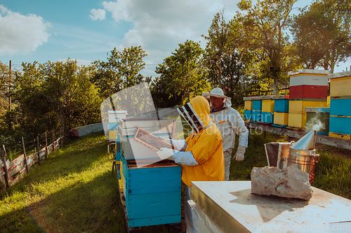 Image of Beekeepers checking honey on the beehive frame in the field. Small business owners on apiary. Natural healthy food produceris working with bees and beehives on the apiary.