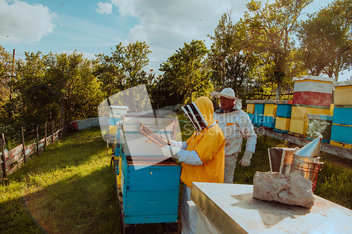 Image of Beekeepers checking honey on the beehive frame in the field. Small business owners on apiary. Natural healthy food produceris working with bees and beehives on the apiary.