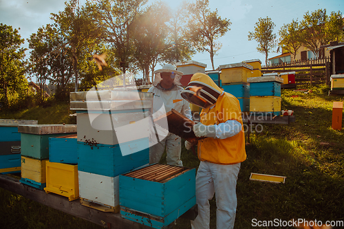 Image of Beekeepers checking honey on the beehive frame in the field. Small business owners on apiary. Natural healthy food produceris working with bees and beehives on the apiary.