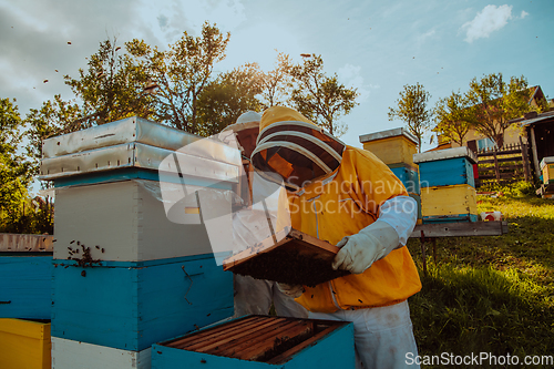 Image of Beekeepers checking honey on the beehive frame in the field. Small business owners on apiary. Natural healthy food produceris working with bees and beehives on the apiary.